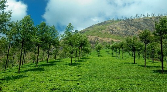 Photo Point Munnar