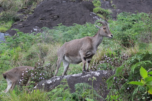 Eravikulam National Park